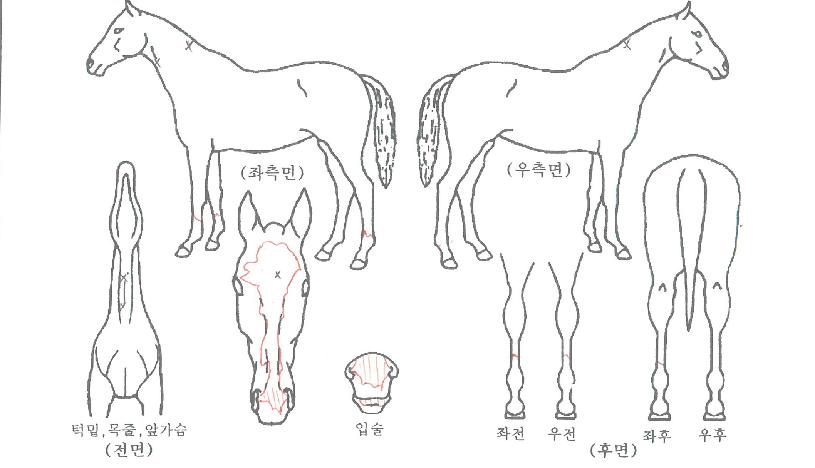 ·¹¸óÆÝÄ¡ÀÚ¸¶ÀÇ Ãø¸é,¿ì¸é,µÞ¸é,µÎ»ó,´Ù¸®ÀÇ Æ¯Â¡µµÇØ