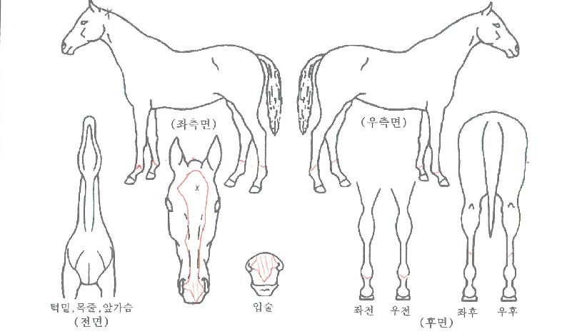 Ä÷¯Ç®ÀεðÀÇ Ãø¸é,¿ì¸é,µÞ¸é,µÎ»ó,´Ù¸®ÀÇ Æ¯Â¡µµÇØ