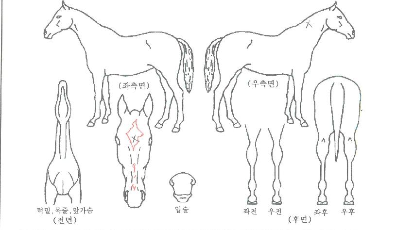 ¿ì½Â¸á·ÎµðÀÇ Ãø¸é,¿ì¸é,µÞ¸é,µÎ»ó,´Ù¸®ÀÇ Æ¯Â¡µµÇØ