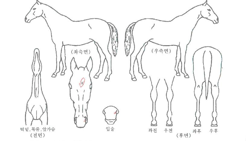 �����̽��ε��� ����,���,�޸�,�λ�,�ٸ��� Ư¡����