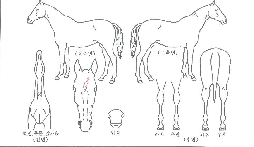 ��Ű���� ����,���,�޸�,�λ�,�ٸ��� Ư¡����