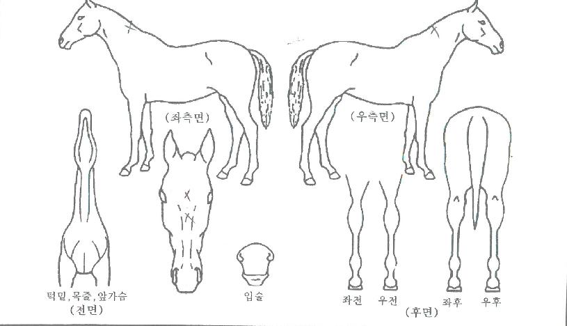 �����ڸ��� ����,���,�޸�,�λ�,�ٸ��� Ư¡����