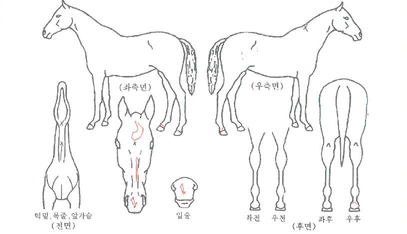 ��Ÿ���� ����,���,�޸�,�λ�,�ٸ��� Ư¡����