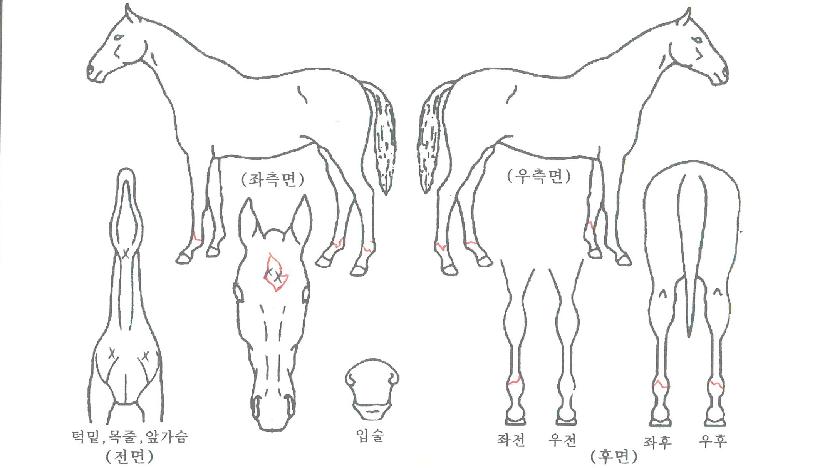 ½Â¸®±Û·Î¸®ÀÇ Ãø¸é,¿ì¸é,µÞ¸é,µÎ»ó,´Ù¸®ÀÇ Æ¯Â¡µµÇØ