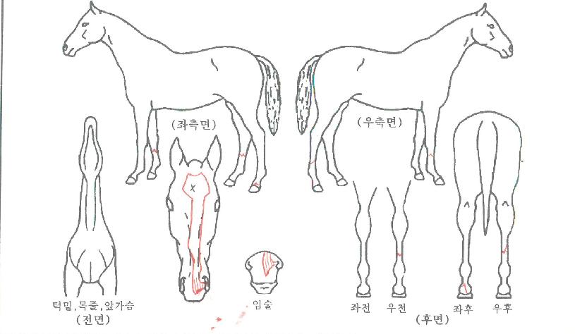 ¸¶·éÄýÀÇ Ãø¸é,¿ì¸é,µÞ¸é,µÎ»ó,´Ù¸®ÀÇ Æ¯Â¡µµÇØ