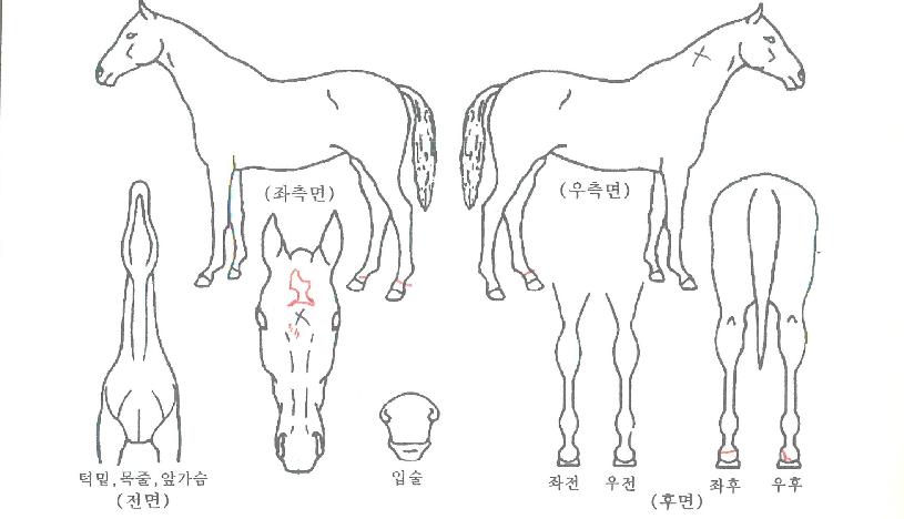 ���̵巡���� ����,���,�޸�,�λ�,�ٸ��� Ư¡����