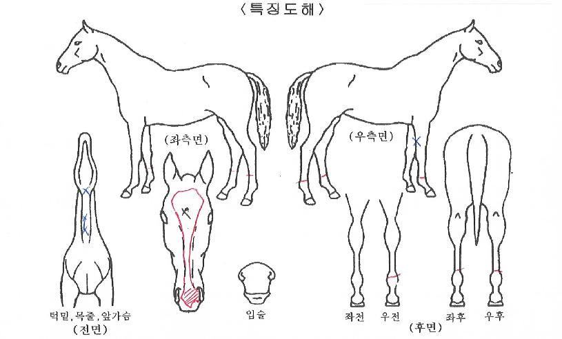 �ٶ����Բ��� ����,���,�޸�,�λ�,�ٸ��� Ư¡����