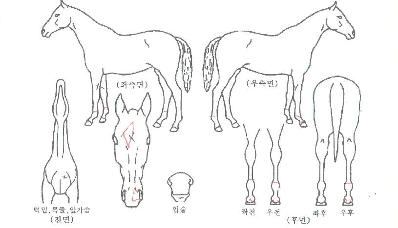 ����Ʈ�۷θ��� ����,���,�޸�,�λ�,�ٸ��� Ư¡����