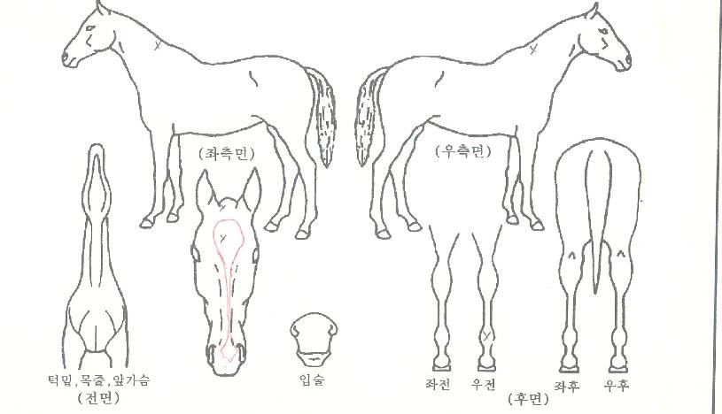 ���Ǵ�Ƽ�Ŀ��� ����,���,�޸�,�λ�,�ٸ��� Ư¡����