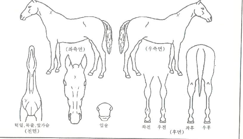 �۽�Ʈ��ũ�� ����,���,�޸�,�λ�,�ٸ��� Ư¡����