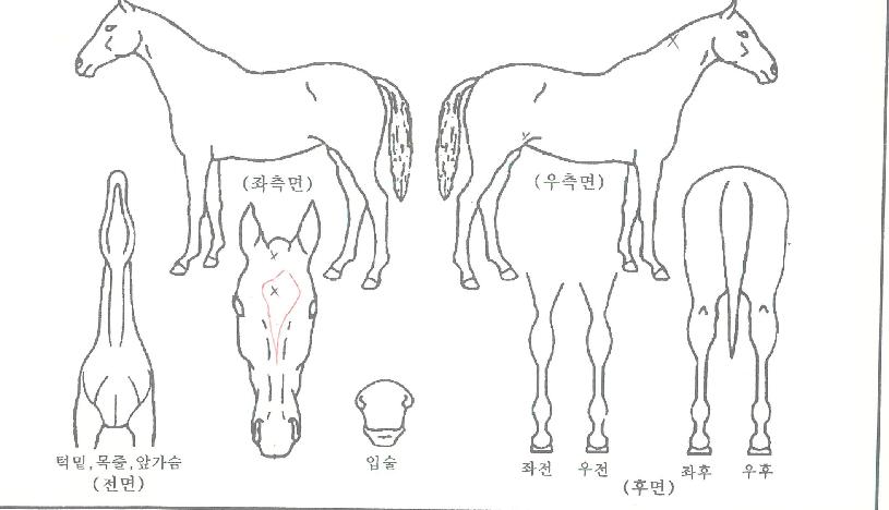 ��ǳ�ڸ����� ����,���,�޸�,�λ�,�ٸ��� Ư¡����