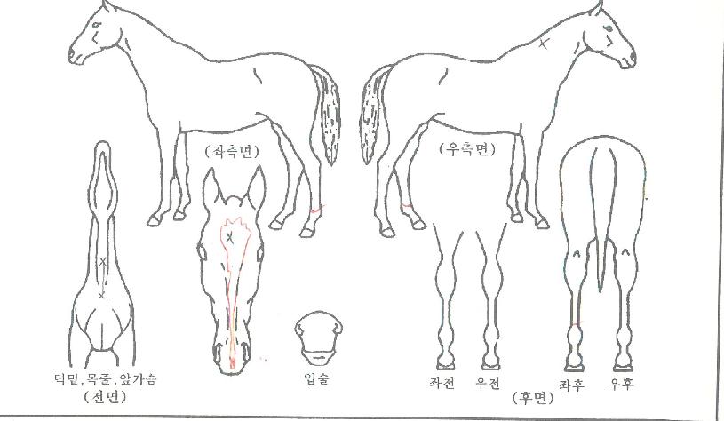 �����¾��� ����,���,�޸�,�λ�,�ٸ��� Ư¡����