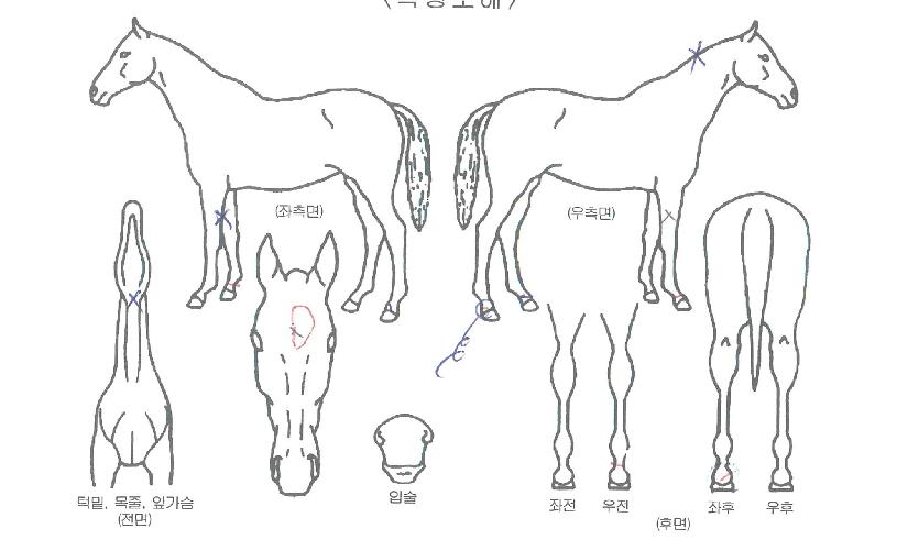 ��º�Ʈ�� ����,���,�޸�,�λ�,�ٸ��� Ư¡����