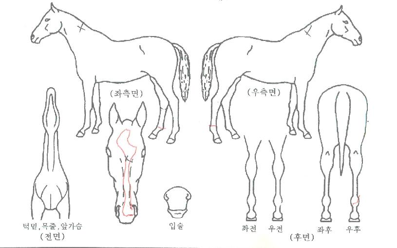 ��Ƽ�ε��� ����,���,�޸�,�λ�,�ٸ��� Ư¡����