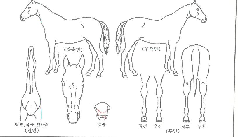 ³ª¸£Ä¹ÀÇ Ãø¸é,¿ì¸é,µÞ¸é,µÎ»ó,´Ù¸®ÀÇ Æ¯Â¡µµÇØ