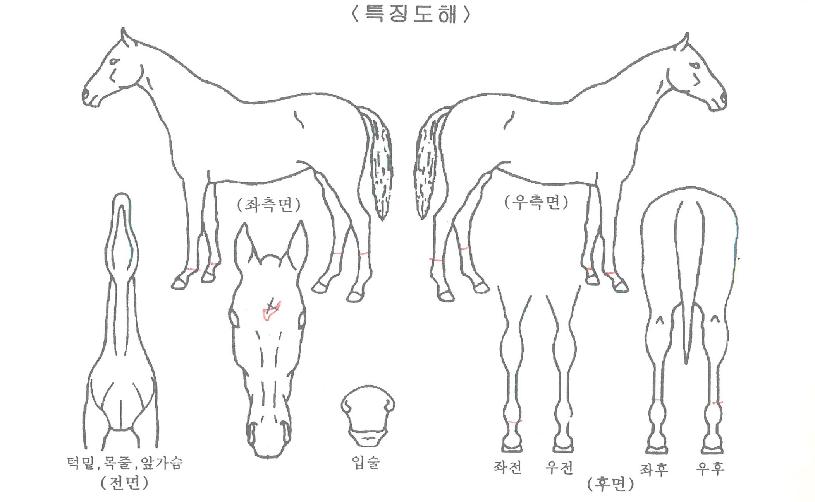 ÇöóÀ×½ºÆ¼µåÀÇ Ãø¸é,¿ì¸é,µÞ¸é,µÎ»ó,´Ù¸®ÀÇ Æ¯Â¡µµÇØ