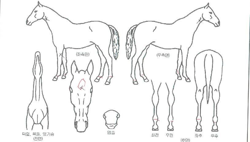 ����Ǯ�θǽ��� ����,���,�޸�,�λ�,�ٸ��� Ư¡����