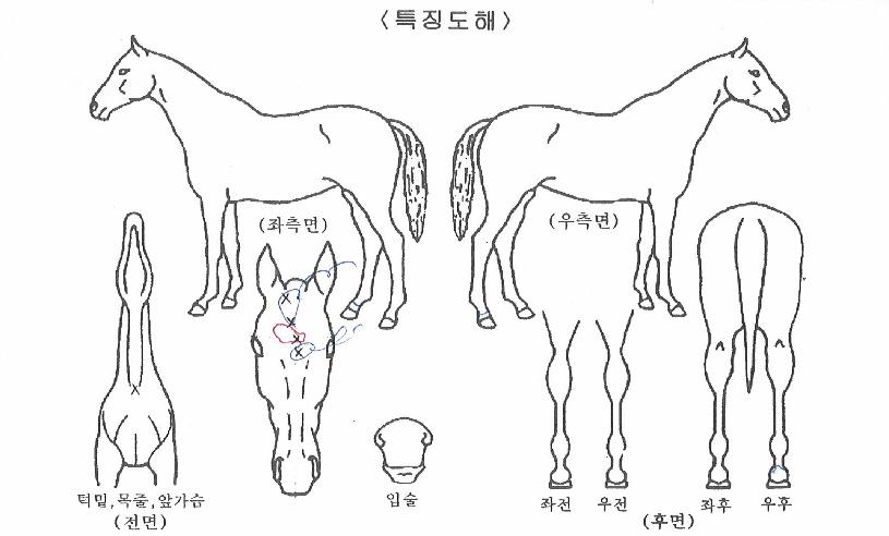 ���縶������ ����,���,�޸�,�λ�,�ٸ��� Ư¡����