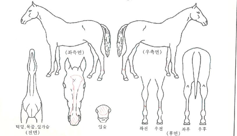 ��ī���� ����,���,�޸�,�λ�,�ٸ��� Ư¡����