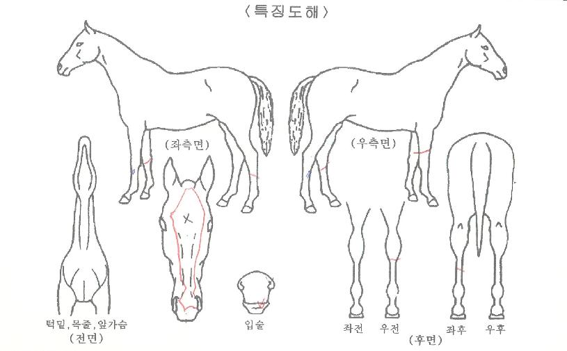 ¸íÁøÄ·ÇÁÀÇ Ãø¸é,¿ì¸é,µÞ¸é,µÎ»ó,´Ù¸®ÀÇ Æ¯Â¡µµÇØ