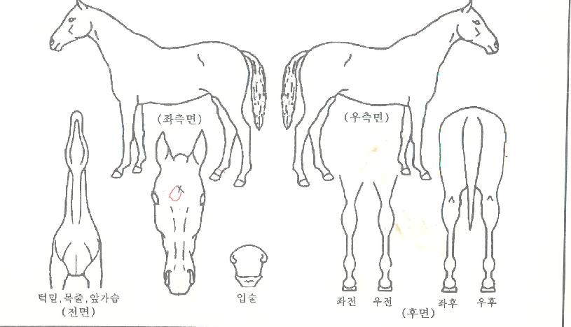 ijÇǸ®¹öÀÚ¸¶ÀÇ Ãø¸é,¿ì¸é,µÞ¸é,µÎ»ó,´Ù¸®ÀÇ Æ¯Â¡µµÇØ