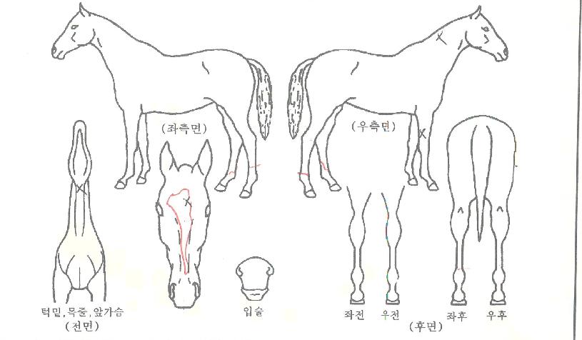 ������ڸ��� ����,���,�޸�,�λ�,�ٸ��� Ư¡����