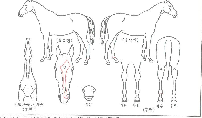 µ¿¹ÝÀǽÃÀÛÀÇ Ãø¸é,¿ì¸é,µÞ¸é,µÎ»ó,´Ù¸®ÀÇ Æ¯Â¡µµÇØ