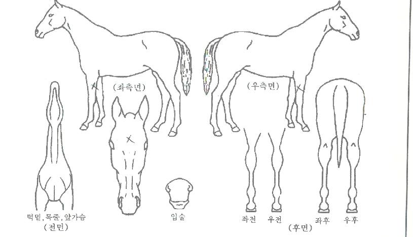 ½ºÅ輨µµÀÇ Ãø¸é,¿ì¸é,µÞ¸é,µÎ»ó,´Ù¸®ÀÇ Æ¯Â¡µµÇØ