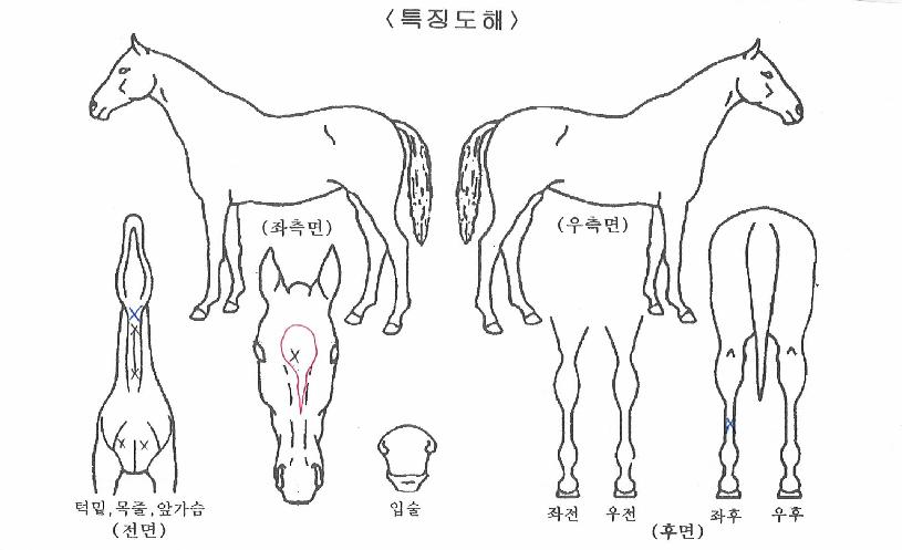 µ¿ÇàÀÇ Ãø¸é,¿ì¸é,µÞ¸é,µÎ»ó,´Ù¸®ÀÇ Æ¯Â¡µµÇØ