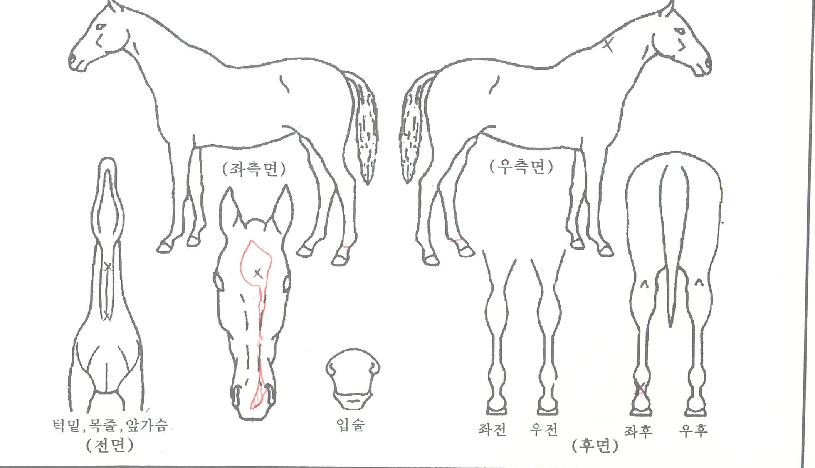 ���Ϸε��� ����,���,�޸�,�λ�,�ٸ��� Ư¡����