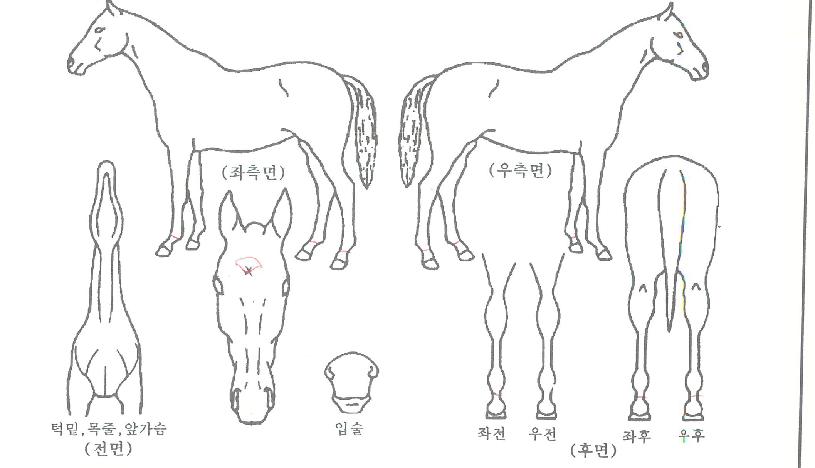 °¶·°½Ã·ÎµåÀÇ Ãø¸é,¿ì¸é,µÞ¸é,µÎ»ó,´Ù¸®ÀÇ Æ¯Â¡µµÇØ