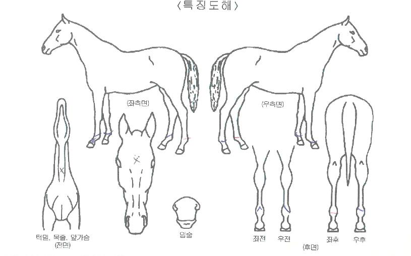 ��´�Ÿ�̰��� ����,���,�޸�,�λ�,�ٸ��� Ư¡����