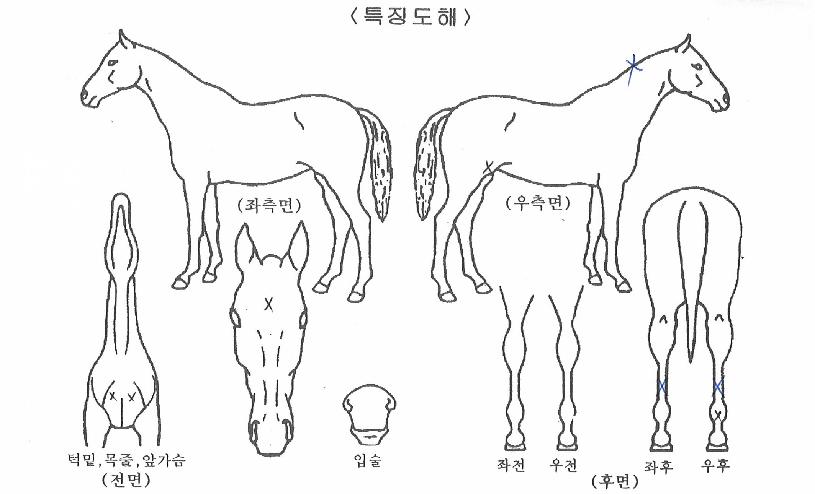 ¼¿ï´ÞºûÀÇ Ãø¸é,¿ì¸é,µÞ¸é,µÎ»ó,´Ù¸®ÀÇ Æ¯Â¡µµÇØ