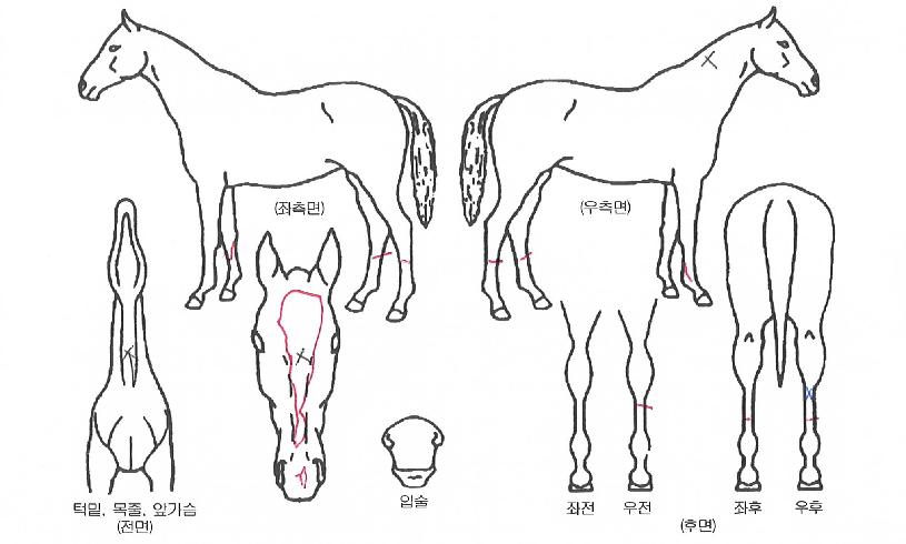 �ְ������� ����,���,�޸�,�λ�,�ٸ��� Ư¡����