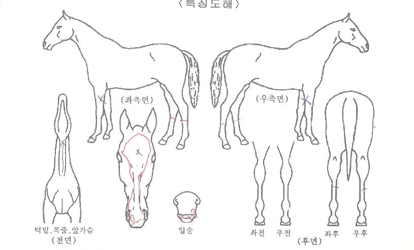 ��Ű�븮�� ����,���,�޸�,�λ�,�ٸ��� Ư¡����