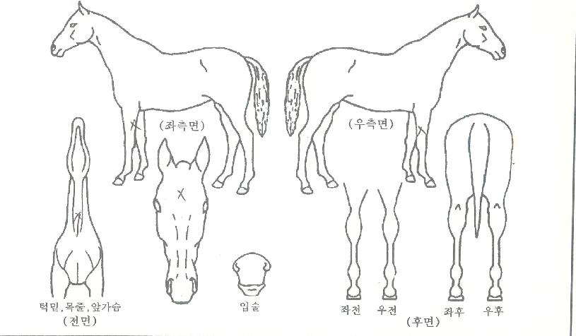 Å龯µ¨ÀÇ Ãø¸é,¿ì¸é,µÞ¸é,µÎ»ó,´Ù¸®ÀÇ Æ¯Â¡µµÇØ