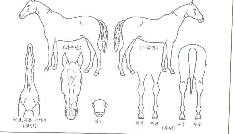 ����Ǯ���̰��� ����,���,�޸�,�λ�,�ٸ��� Ư¡����