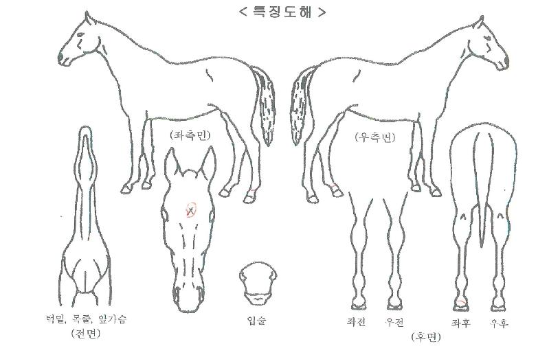 ����ĵ���� ����,���,�޸�,�λ�,�ٸ��� Ư¡����