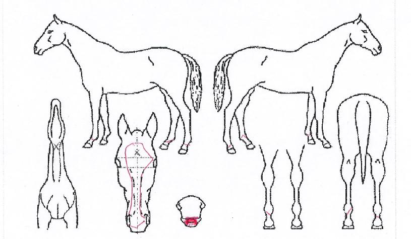 ÆÛ½ºÆ®·ÎµåÀÇ Ãø¸é,¿ì¸é,µÞ¸é,µÎ»ó,´Ù¸®ÀÇ Æ¯Â¡µµÇØ