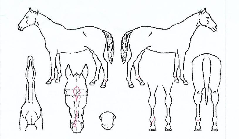 ���̿����� ����,���,�޸�,�λ�,�ٸ��� Ư¡����