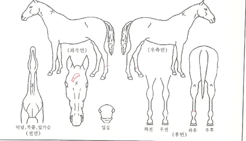 ½ºÅèºê¶ó¿îÀÇ Ãø¸é,¿ì¸é,µÞ¸é,µÎ»ó,´Ù¸®ÀÇ Æ¯Â¡µµÇØ