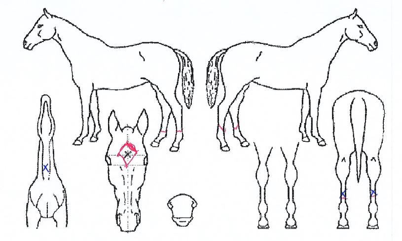 ���ѵ��� ����,���,�޸�,�λ�,�ٸ��� Ư¡����