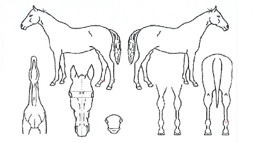 ÇØÇǵ帲ÀÇ Ãø¸é,¿ì¸é,µÞ¸é,µÎ»ó,´Ù¸®ÀÇ Æ¯Â¡µµÇØ