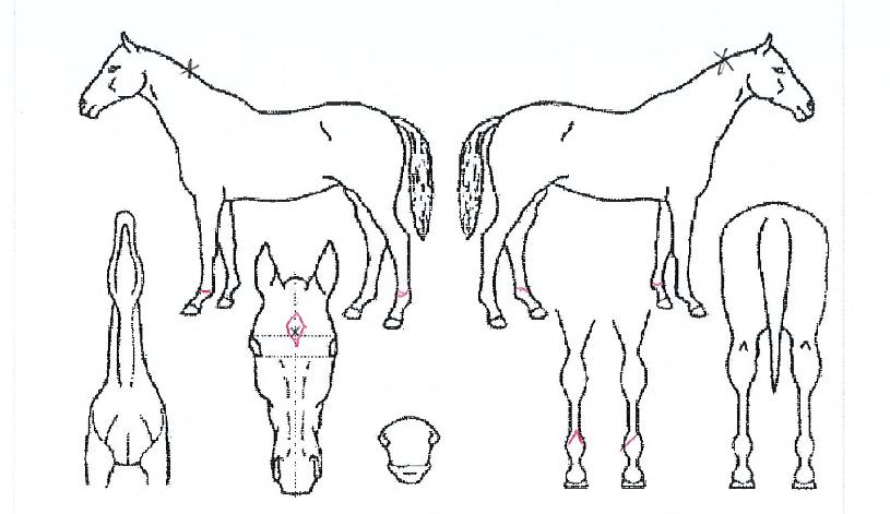 Áúdz¿©¿ÕÀÇ Ãø¸é,¿ì¸é,µÞ¸é,µÎ»ó,´Ù¸®ÀÇ Æ¯Â¡µµÇØ