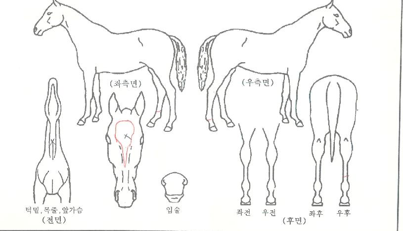 ºí·¢·Î¸Ç½ºÀÇ Ãø¸é,¿ì¸é,µÞ¸é,µÎ»ó,´Ù¸®ÀÇ Æ¯Â¡µµÇØ