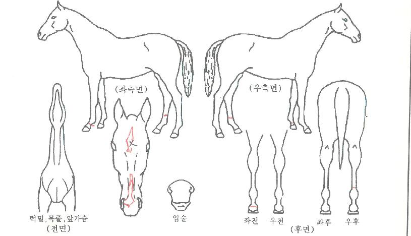 �Ǵн��� ����,���,�޸�,�λ�,�ٸ��� Ư¡����