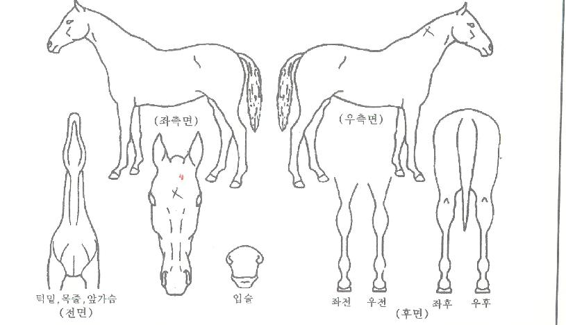 ����Ҳ��� ����,���,�޸�,�λ�,�ٸ��� Ư¡����