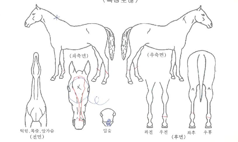 ³²»êµå¸²ÀÇ Ãø¸é,¿ì¸é,µÞ¸é,µÎ»ó,´Ù¸®ÀÇ Æ¯Â¡µµÇØ