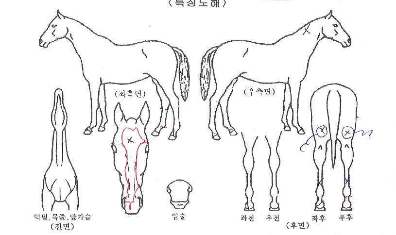 ÄðÇÁ¸°¼¼½ºÀÇ Ãø¸é,¿ì¸é,µÞ¸é,µÎ»ó,´Ù¸®ÀÇ Æ¯Â¡µµÇØ