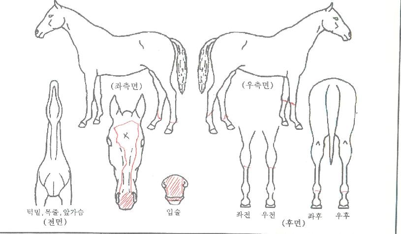 ���ǵ��ġ�� ����,���,�޸�,�λ�,�ٸ��� Ư¡����